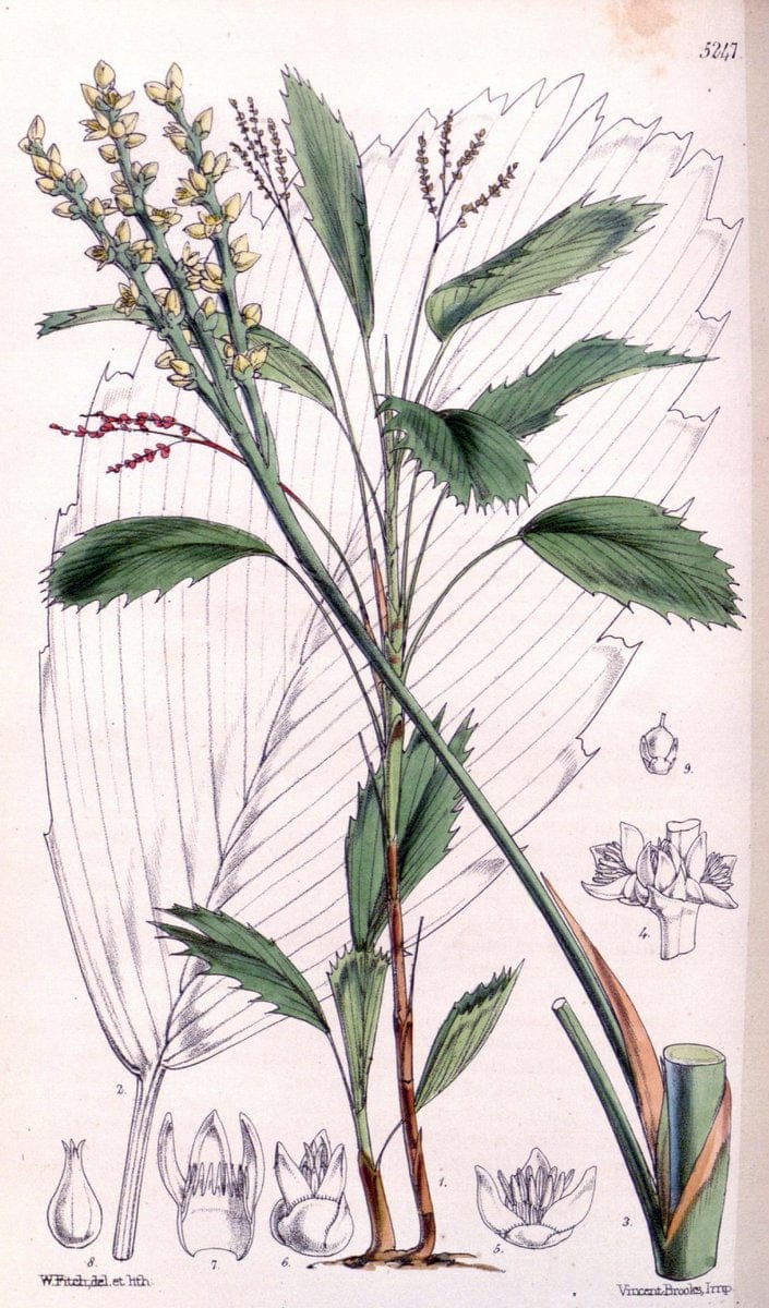 Curtis's botanical magazine. London ; New York [etc.] :Academic Press [etc.]. | "Botanical illustration" Botany Periodicals "Pictorial works" "Plants, Ornamental"  | Vintage Print Reproduction 456847