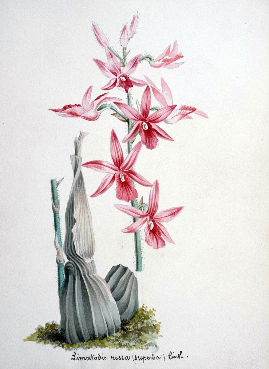 Collection d'orchideÃŒÂes.[S.l. :s.n.,18--]. | "Botanical illustration" Orchidaceae "Orchidaceae in art" "Pictorial works"  | Vintage Print Reproduction 456848