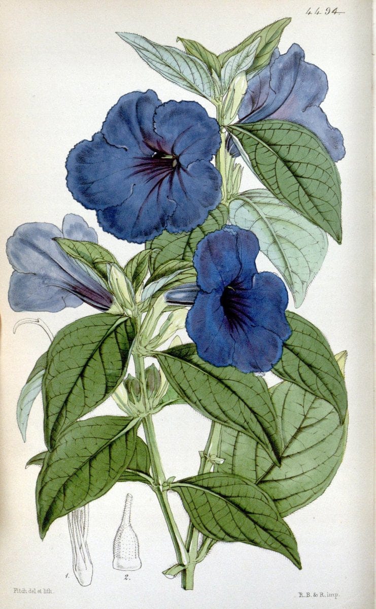 Curtis's botanical magazine. London ;New York [etc.] :Academic Press [etc.]. | Botany Periodicals "Pictorial works"  | Vintage Print Reproduction 456849