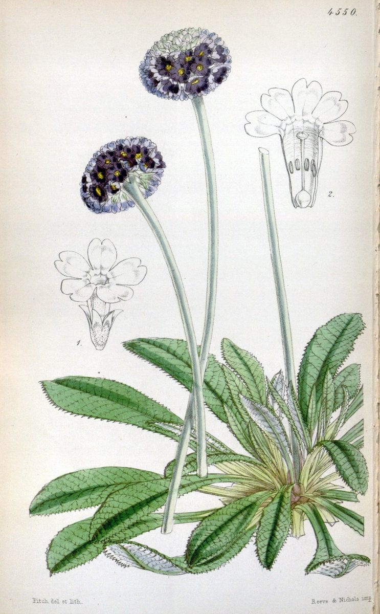 Curtis's botanical magazine. London ;New York [etc.] :Academic Press [etc.]. | Botany Periodicals "Pictorial works"  | Vintage Print Reproduction 456850