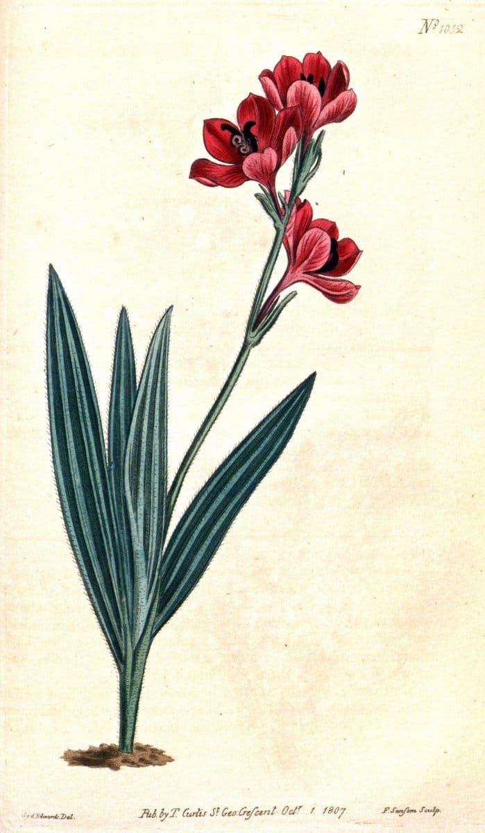 Curtis's botanical magazine. London ;New York [etc.] :Academic Press [etc.]. | Botany Periodicals "Pictorial works"  | Vintage Print Reproduction 456851