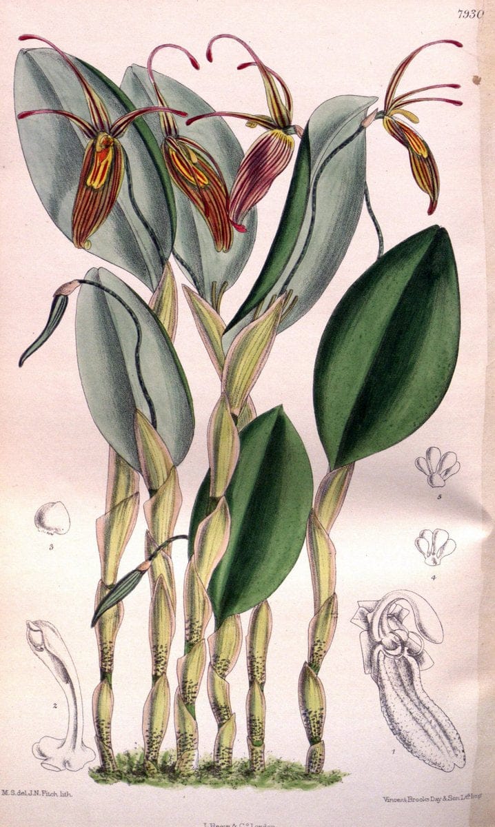 Curtis's botanical magazine. London ; New York [etc.] :Academic Press [etc.]. | "Botanical illustration" Botany Periodicals "Pictorial works" "Plants, Ornamental"  | Vintage Print Reproduction 456853