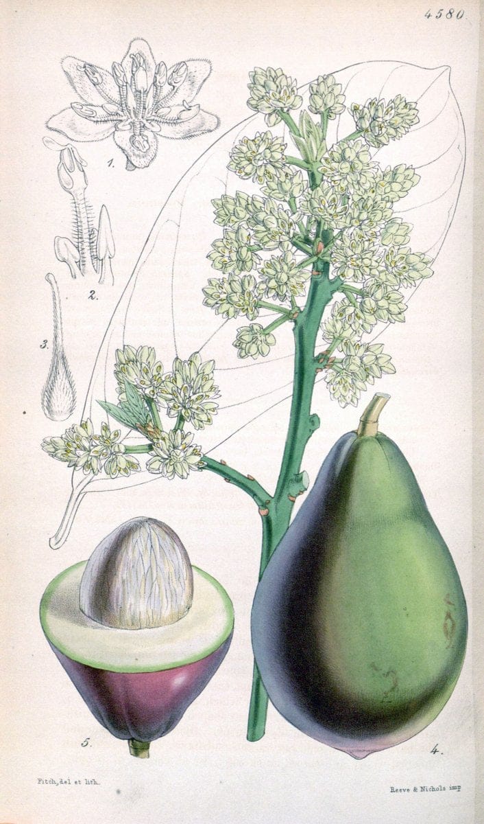 Curtis's botanical magazine. London ; New York [etc.] :Academic Press [etc.]. | "Botanical illustration" Botany Periodicals "Pictorial works" "Plants, Ornamental"  | Vintage Print Reproduction 456854