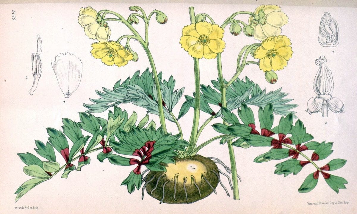 Curtis's botanical magazine. London ; New York [etc.] :Academic Press [etc.]. | "Botanical illustration" Botany Periodicals "Pictorial works" "Plants, Ornamental"  | Vintage Print Reproduction 456855