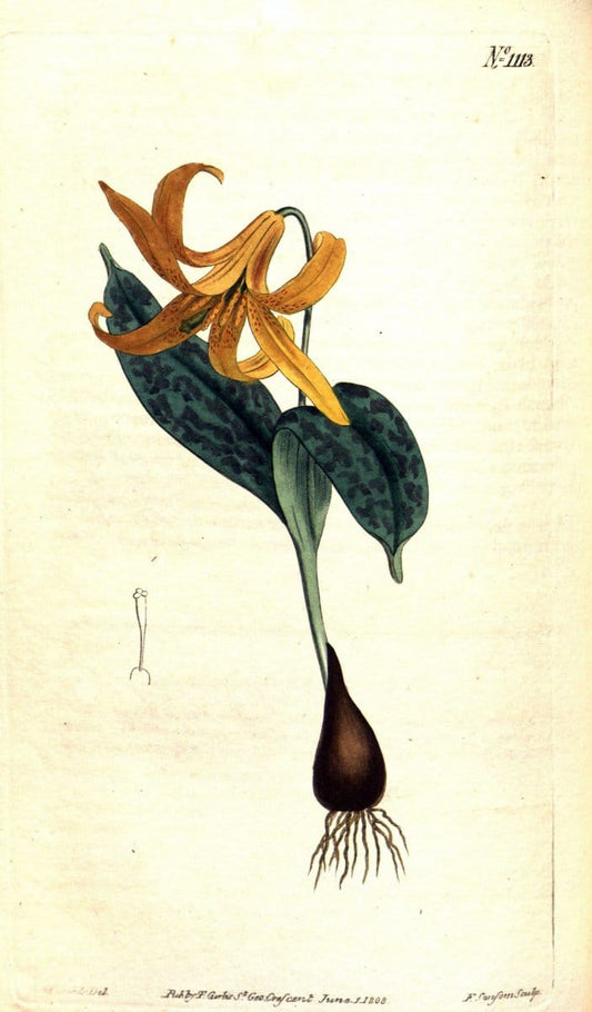 Curtis's botanical magazine. London ; New York [etc.] :Academic Press [etc.]. | "Botanical illustration" Botany Periodicals "Pictorial works" "Plants, Ornamental"  | Vintage Print Reproduction 456856