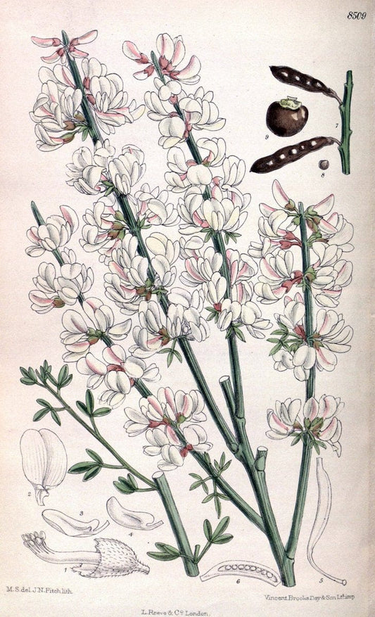 Curtis's botanical magazine. London ; New York [etc.] :Academic Press [etc.]. | "Botanical illustration" Botany Periodicals "Pictorial works" "Plants, Ornamental"  | Vintage Print Reproduction 456857