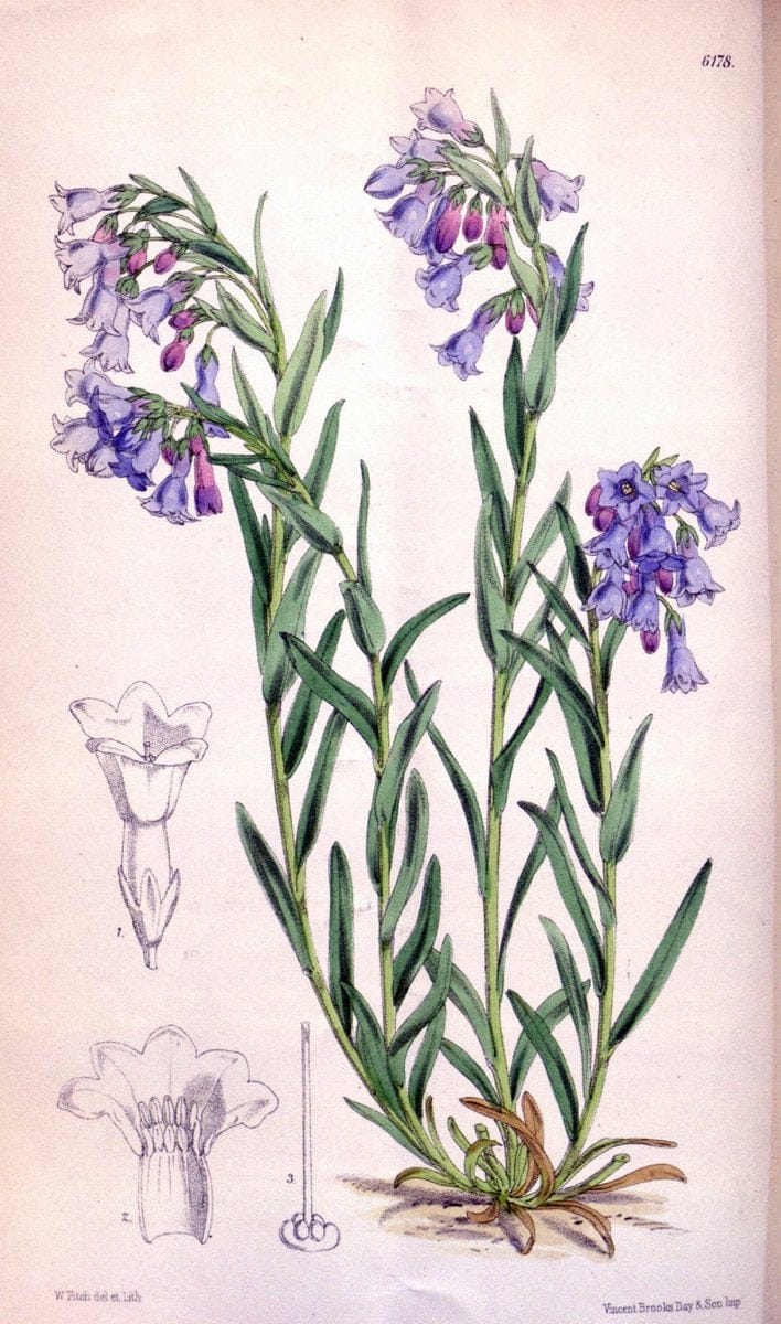 Curtis's botanical magazine. London ; New York [etc.] :Academic Press [etc.]. | "Botanical illustration" Botany Periodicals "Pictorial works" "Plants, Ornamental"  | Vintage Print Reproduction 456859