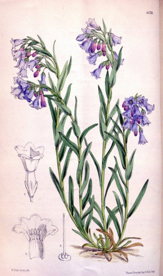 Curtis's botanical magazine. London ; New York [etc.] :Academic Press [etc.]. | "Botanical illustration" Botany Periodicals "Pictorial works" "Plants, Ornamental"  | Vintage Print Reproduction 456859