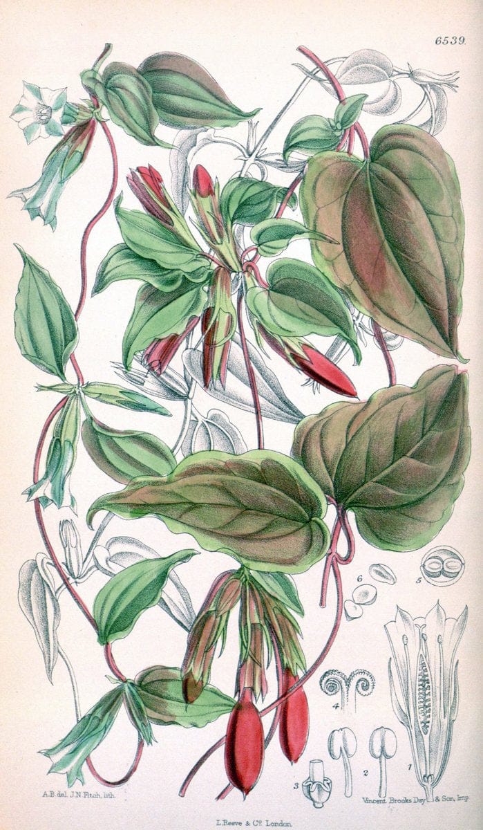 Curtis's botanical magazine. London ; New York [etc.] :Academic Press [etc.]. | "Botanical illustration" Botany Periodicals "Pictorial works" "Plants, Ornamental"  | Vintage Print Reproduction 456860