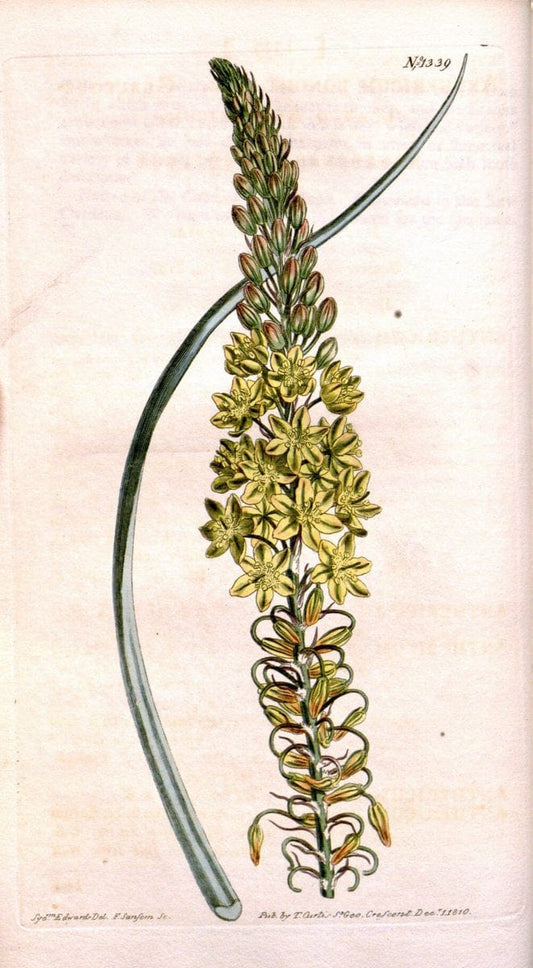 Curtis's botanical magazine. London ; New York [etc.] :Academic Press [etc.]. | "Botanical illustration" Botany Periodicals "Pictorial works" "Plants, Ornamental"  | Vintage Print Reproduction 456861