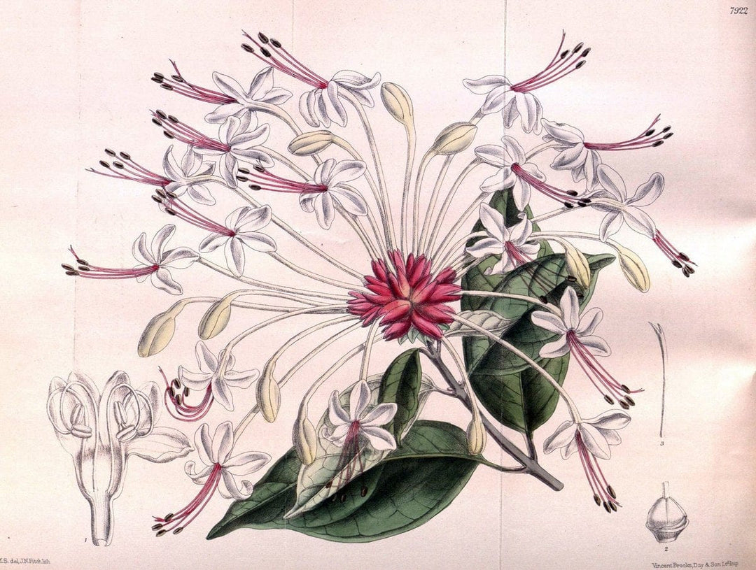 Curtis's botanical magazine. London ; New York [etc.] :Academic Press [etc.]. | "Botanical illustration" Botany Periodicals "Pictorial works" "Plants, Ornamental"  | Vintage Print Reproduction 456862