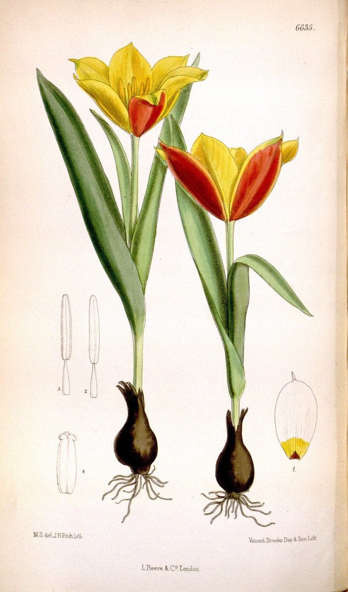 Curtis's botanical magazine. London ; New York [etc.] :Academic Press [etc.]. | "Botanical illustration" Botany Periodicals "Pictorial works" "Plants, Ornamental"  | Vintage Print Reproduction 456864