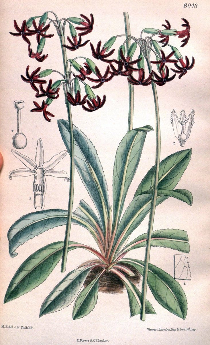 Curtis's botanical magazine. London ; New York [etc.] :Academic Press [etc.]. | "Botanical illustration" Botany Periodicals "Pictorial works" "Plants, Ornamental"  | Vintage Print Reproduction 456865