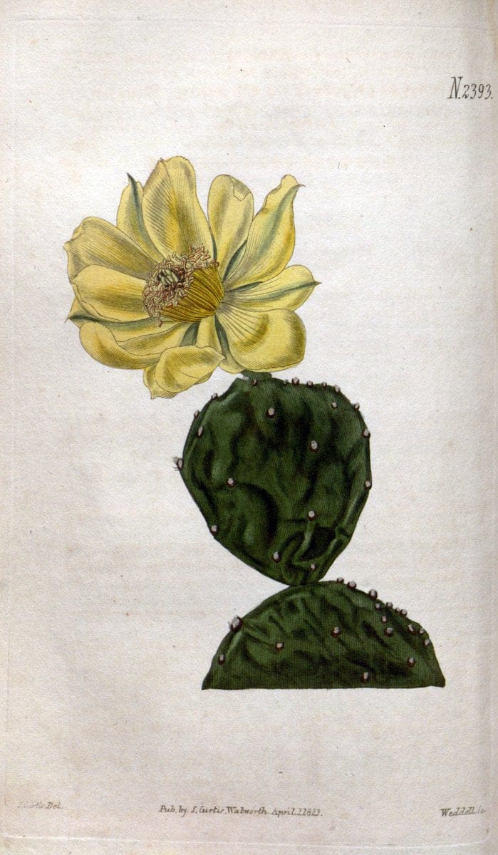 Curtis's botanical magazine. London ; New York [etc.] :Academic Press [etc.]. | "Botanical illustration" Botany Periodicals "Pictorial works" "Plants, Ornamental"  | Vintage Print Reproduction 456866