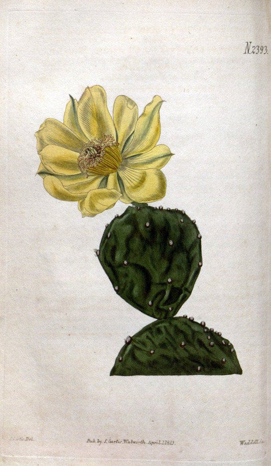 Curtis's botanical magazine. London ; New York [etc.] :Academic Press [etc.]. | "Botanical illustration" Botany Periodicals "Pictorial works" "Plants, Ornamental"  | Vintage Print Reproduction 456866