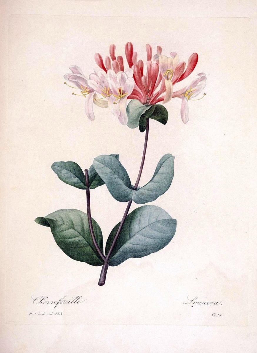 Choix des plus belles fleurs :.Paris:Ernest Panckoucke,[1833].. |  | Vintage Print Reproduction 456867