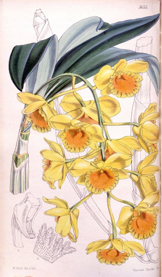 Curtis's botanical magazine. London ; New York [etc.] :Academic Press [etc.]. | "Botanical illustration" Botany Periodicals "Pictorial works" "Plants, Ornamental"  | Vintage Print Reproduction 456869