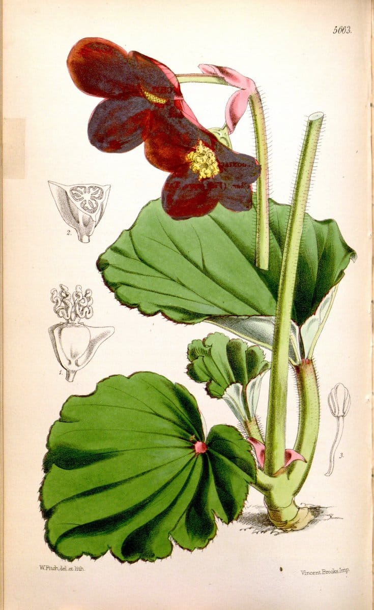 Curtis's botanical magazine. London ; New York [etc.] :Academic Press [etc.]. | "Botanical illustration" Botany Periodicals "Pictorial works" "Plants, Ornamental"  | Vintage Print Reproduction 456870