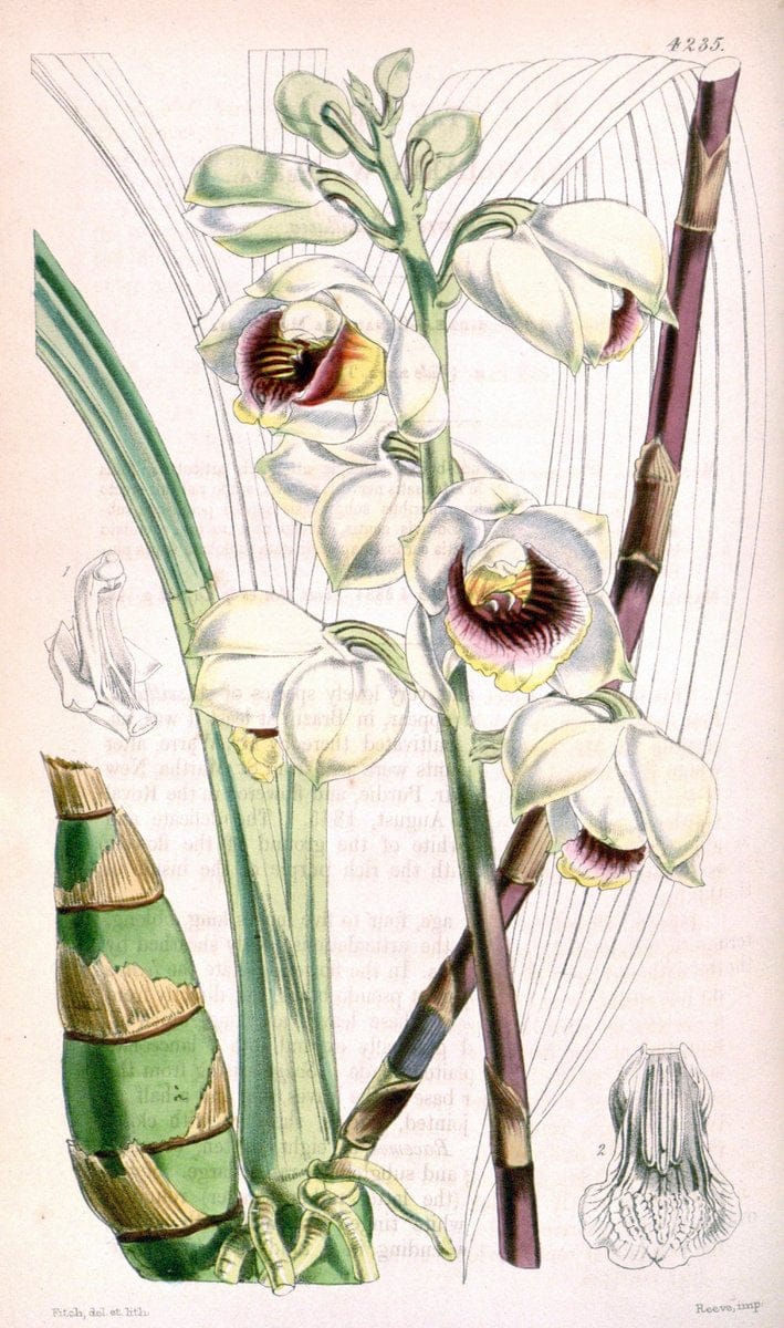 Curtis's botanical magazine. London ;New York [etc.] :Academic Press [etc.]. | Botany Periodicals "Pictorial works"  | Vintage Print Reproduction 456873