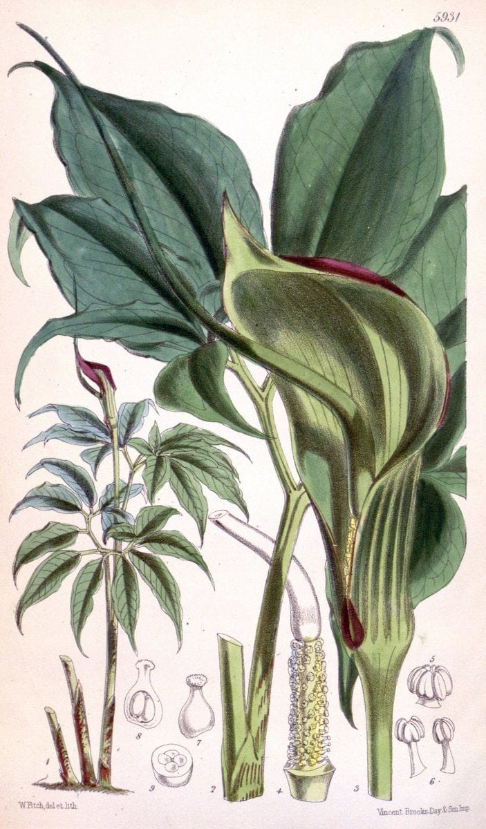 Curtis's botanical magazine. London ;New York [etc.] :Academic Press [etc.]. | Botany Periodicals "Pictorial works"  | Vintage Print Reproduction 456874