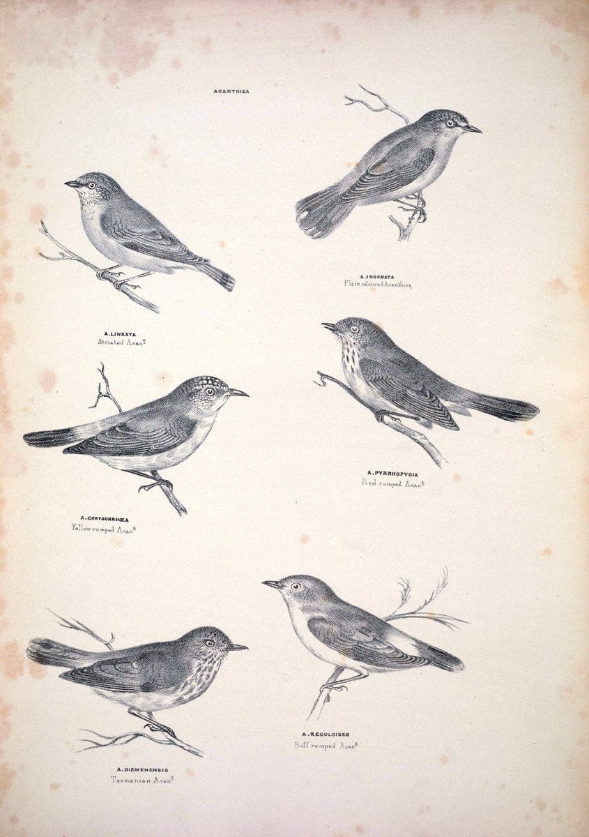 Companion to Gould's Handbook; or, Synopsis of the birds of Australia. Brisbane,Thorne & Greenwell,1877.  | Australia Birds | Vintage Print Reproduction 456875