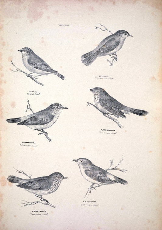 Companion to Gould's Handbook; or, Synopsis of the birds of Australia. Brisbane,Thorne & Greenwell,1877.  | Australia Birds | Vintage Print Reproduction 456875