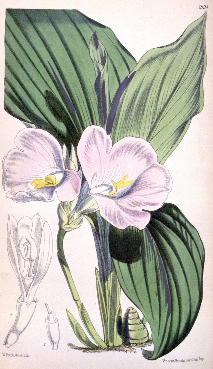 Curtis's botanical magazine. London ; New York [etc.] :Academic Press [etc.]. | "Botanical illustration" Botany Periodicals "Pictorial works" "Plants, Ornamental"  | Vintage Print Reproduction 456876