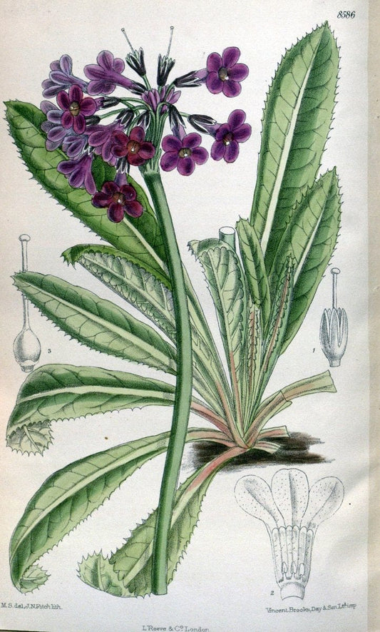 Curtis's botanical magazine. London ; New York [etc.] :Academic Press [etc.]. | "Botanical illustration" Botany Periodicals "Pictorial works" "Plants, Ornamental"  | Vintage Print Reproduction 456877