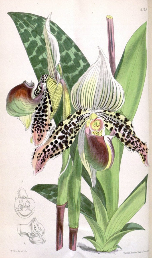 Curtis's botanical magazine. London ; New York [etc.] :Academic Press [etc.]. | "Botanical illustration" Botany Periodicals "Pictorial works" "Plants, Ornamental"  | Vintage Print Reproduction 456878