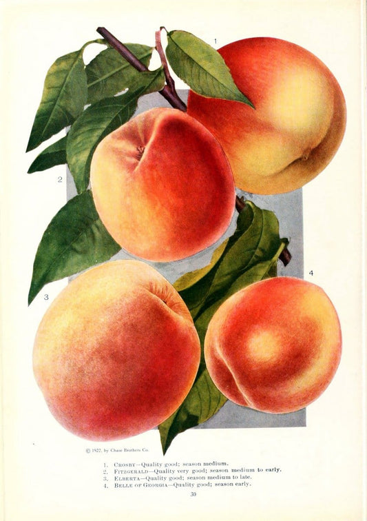 Chase fruit and flowers in natural colorsRochester, N.Y.,Chase brothers company[c1922] | Vintage Print Reproduction 456879