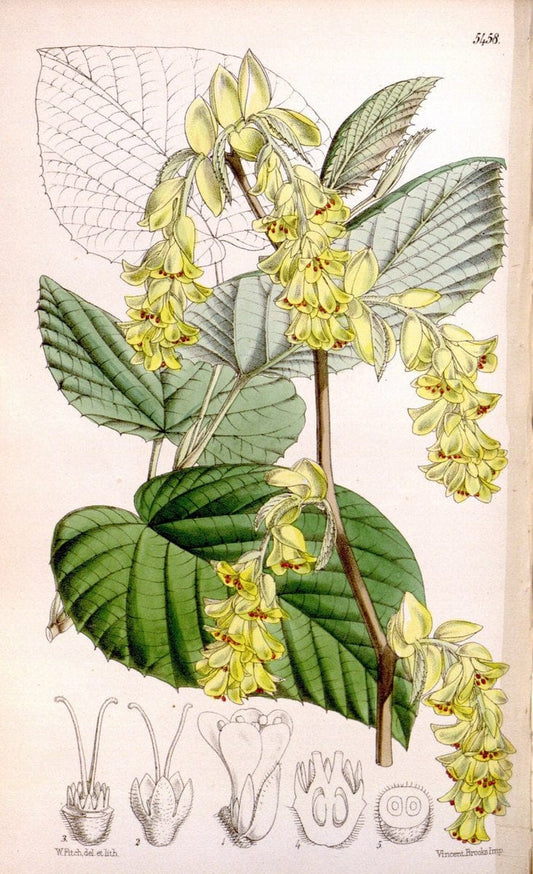 Curtis's botanical magazine..London ;New York [etc.] :Academic Press [etc.]. |  | Vintage Print Reproduction 456880