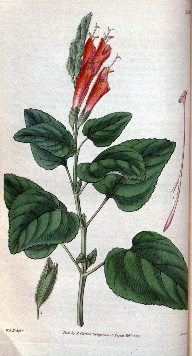 Curtis's botanical magazine. London ; New York [etc.] :Academic Press [etc.]. | "Botanical illustration" Botany Periodicals "Pictorial works" "Plants, Ornamental"  | Vintage Print Reproduction 456881