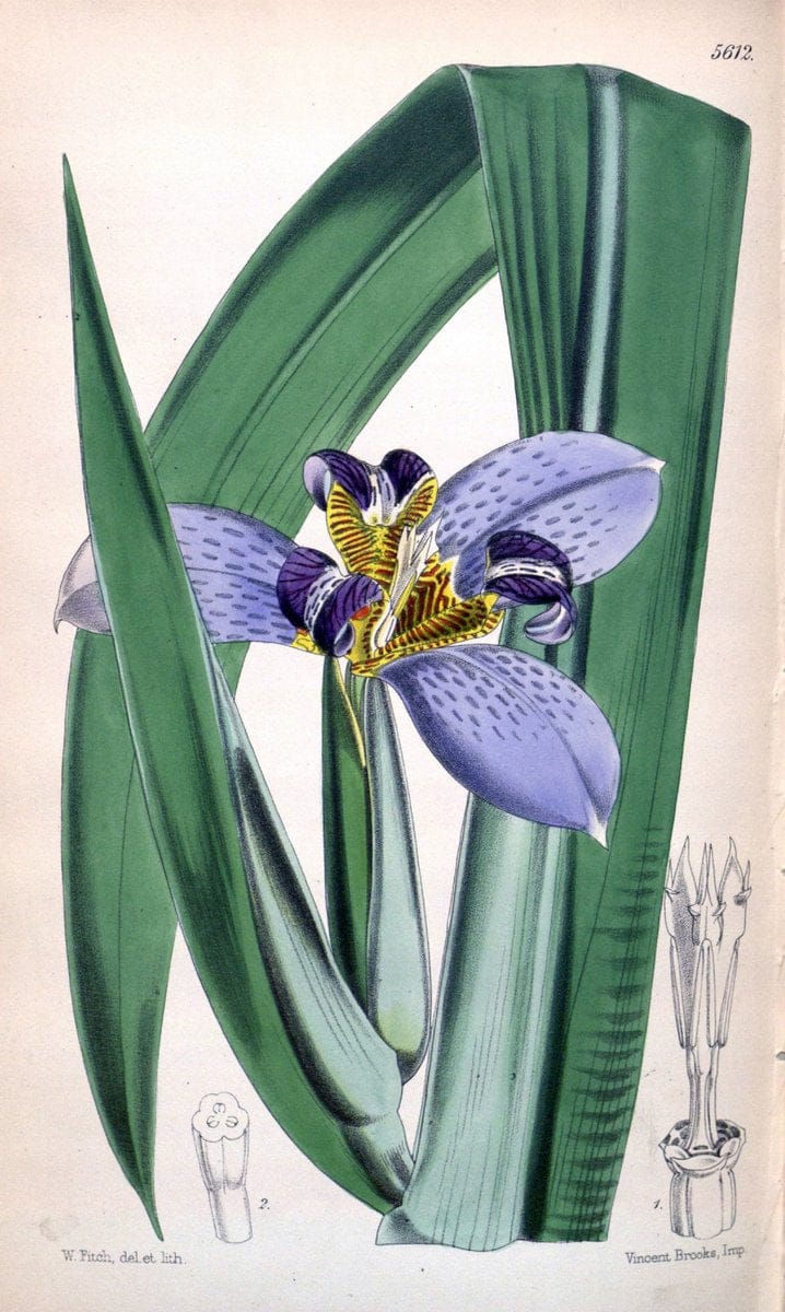 Curtis's botanical magazine. London ; New York [etc.] :Academic Press [etc.]. | "Botanical illustration" Botany Periodicals "Pictorial works" "Plants, Ornamental"  | Vintage Print Reproduction 456882