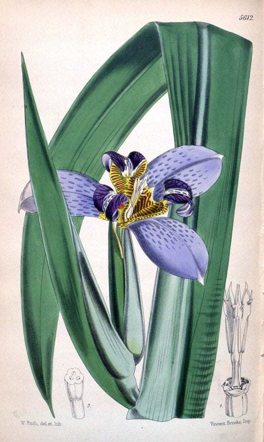 Curtis's botanical magazine. London ; New York [etc.] :Academic Press [etc.]. | "Botanical illustration" Botany Periodicals "Pictorial works" "Plants, Ornamental"  | Vintage Print Reproduction 456882