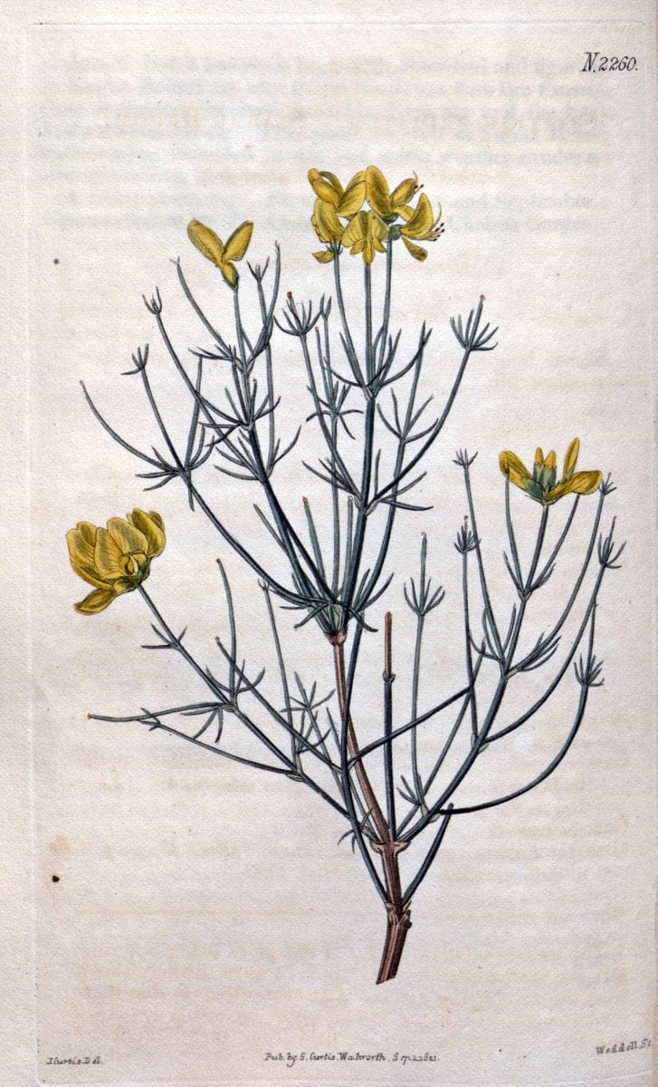 Curtis's botanical magazine. London ; New York [etc.] :Academic Press [etc.]. | "Botanical illustration" Botany Periodicals "Pictorial works" "Plants, Ornamental"  | Vintage Print Reproduction 456883