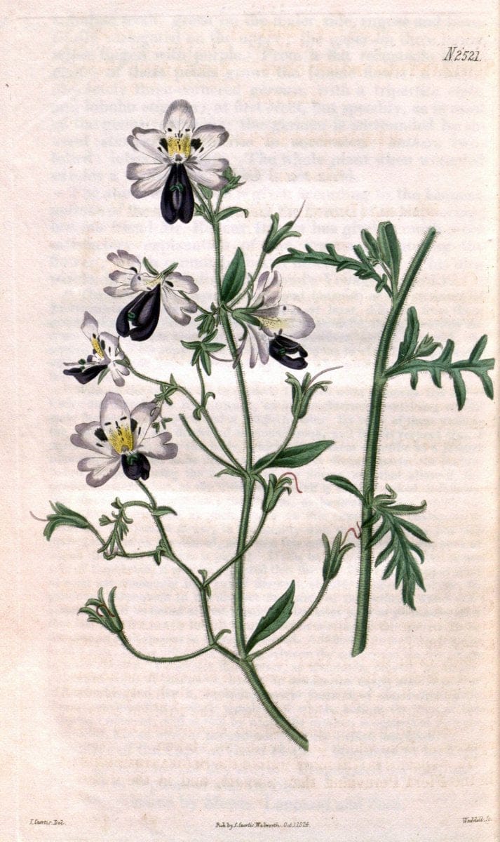 Curtis's botanical magazine. London ; New York [etc.] :Academic Press [etc.]. | "Botanical illustration" Botany Periodicals "Pictorial works" "Plants, Ornamental"  | Vintage Print Reproduction 456885