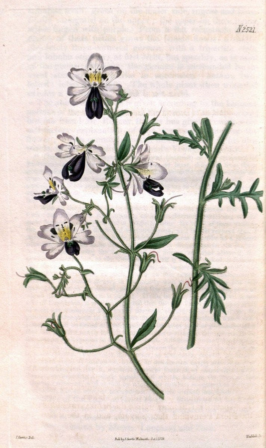 Curtis's botanical magazine. London ; New York [etc.] :Academic Press [etc.]. | "Botanical illustration" Botany Periodicals "Pictorial works" "Plants, Ornamental"  | Vintage Print Reproduction 456885