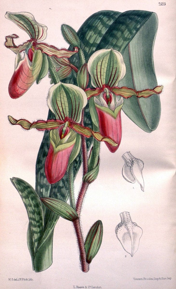 Curtis's botanical magazine. London ; New York [etc.] :Academic Press [etc.]. | "Botanical illustration" Botany Periodicals "Pictorial works" "Plants, Ornamental"  | Vintage Print Reproduction 456886