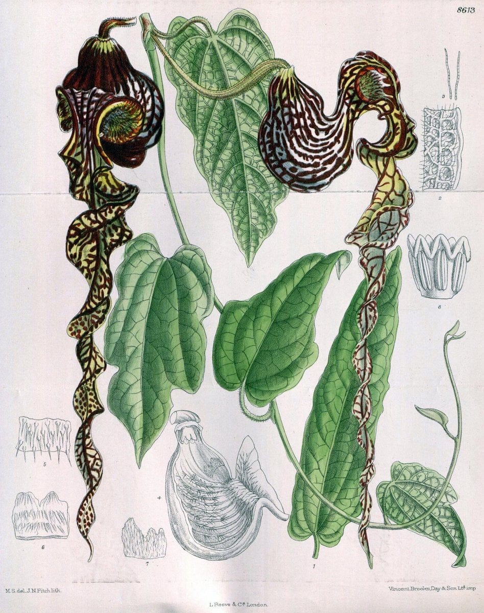 Curtis's botanical magazine. London ; New York [etc.] :Academic Press [etc.]. | "Botanical illustration" Botany Periodicals "Pictorial works" "Plants, Ornamental"  | Vintage Print Reproduction 456887