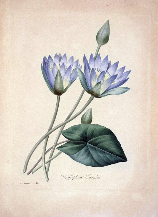 Choix des plus belles fleurs :.Paris :Ernest Panckoucke,[1833].  | 1833 Botany France Icones "Pictorial works"  | Vintage Print Reproduction 456888