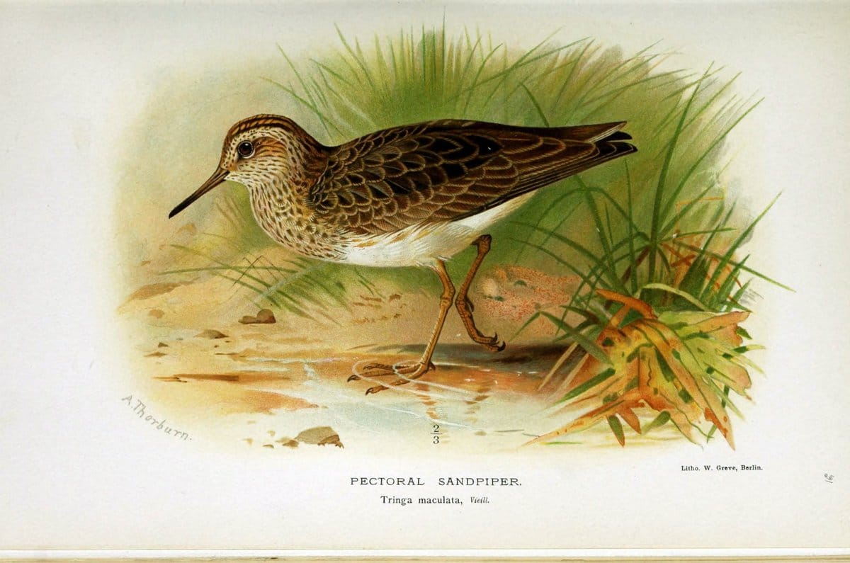 Coloured figures of the birds of the British Islands / issued by Lord Lilford. London :R | Birds "Great Britain" "Pictorial works"  | Vintage Print Reproduction 456889