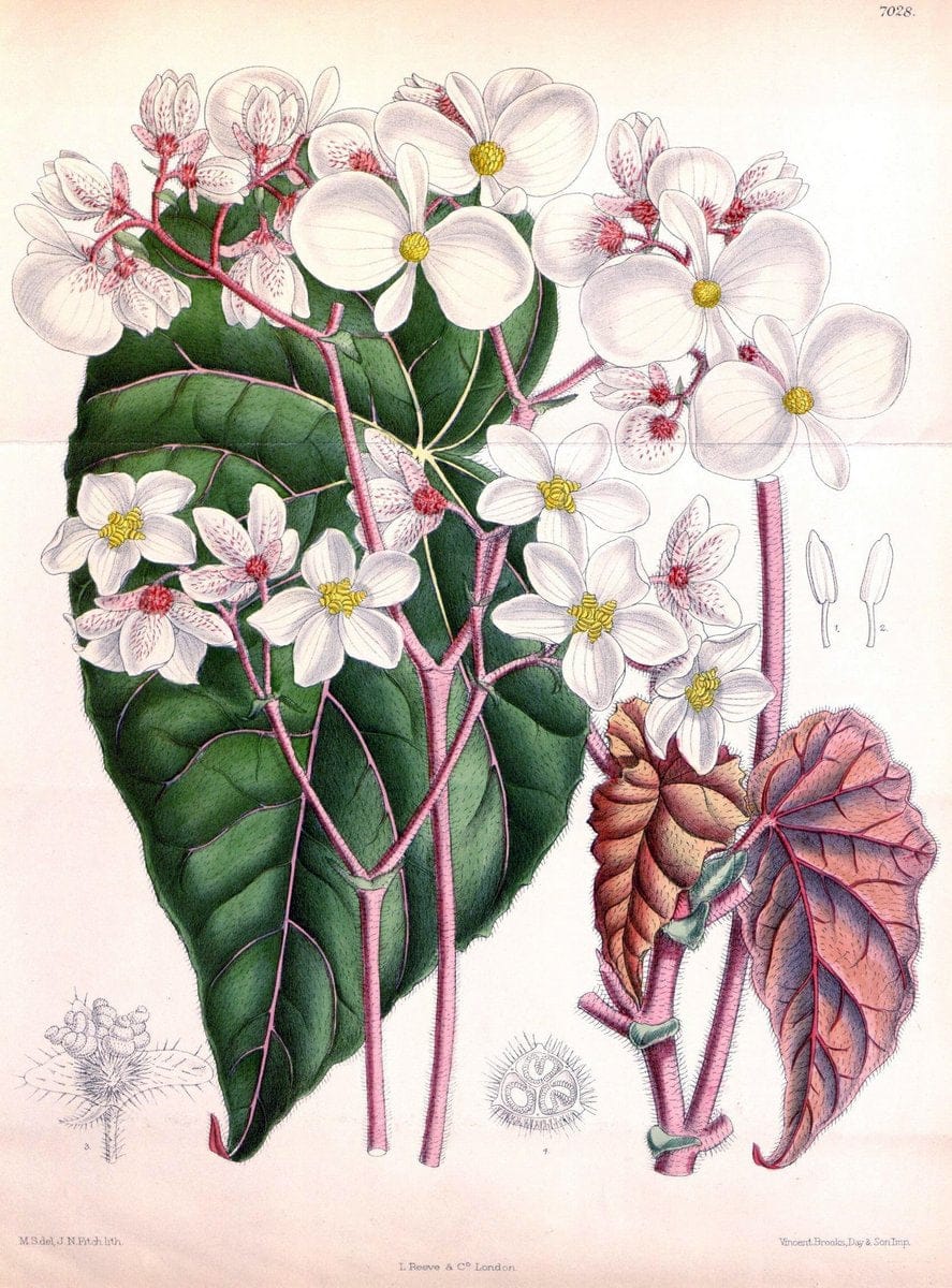 Curtis's botanical magazine. London ; New York [etc.] :Academic Press [etc.]. | "Botanical illustration" Botany Periodicals "Pictorial works" "Plants, Ornamental"  | Vintage Print Reproduction 456890