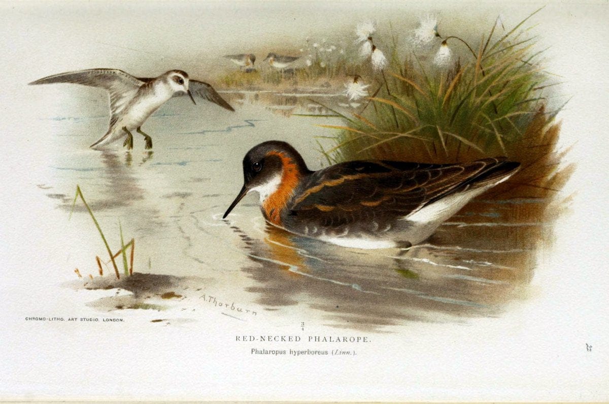 Coloured figures of the birds of the British Islands / issued by Lord Lilford. London :R | Birds "Great Britain" "Pictorial works"  | Vintage Print Reproduction 456891