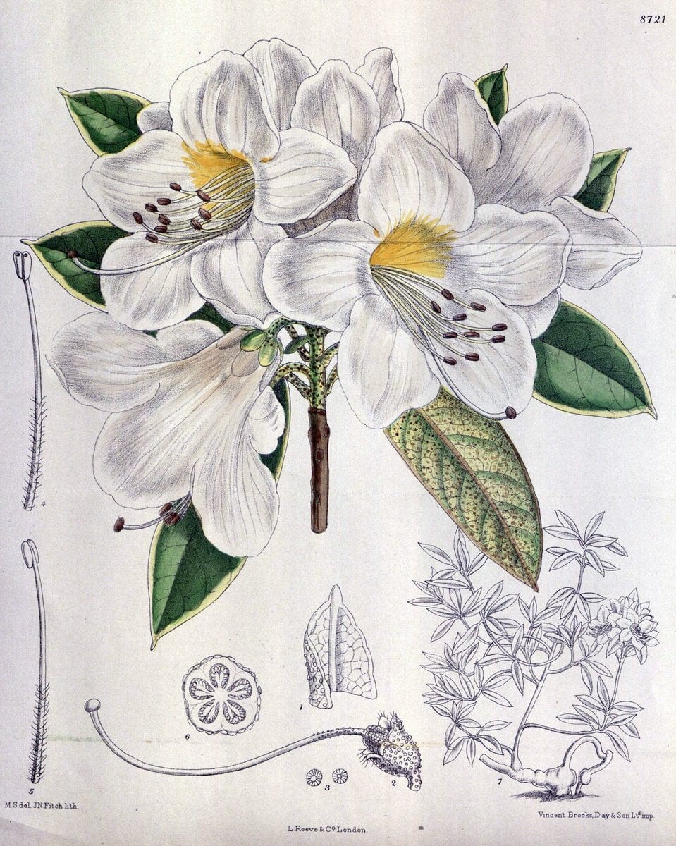 Curtis's botanical magazine. London ; New York [etc.] :Academic Press [etc.]. | "Botanical illustration" Botany Periodicals "Pictorial works" "Plants, Ornamental"  | Vintage Print Reproduction 456893