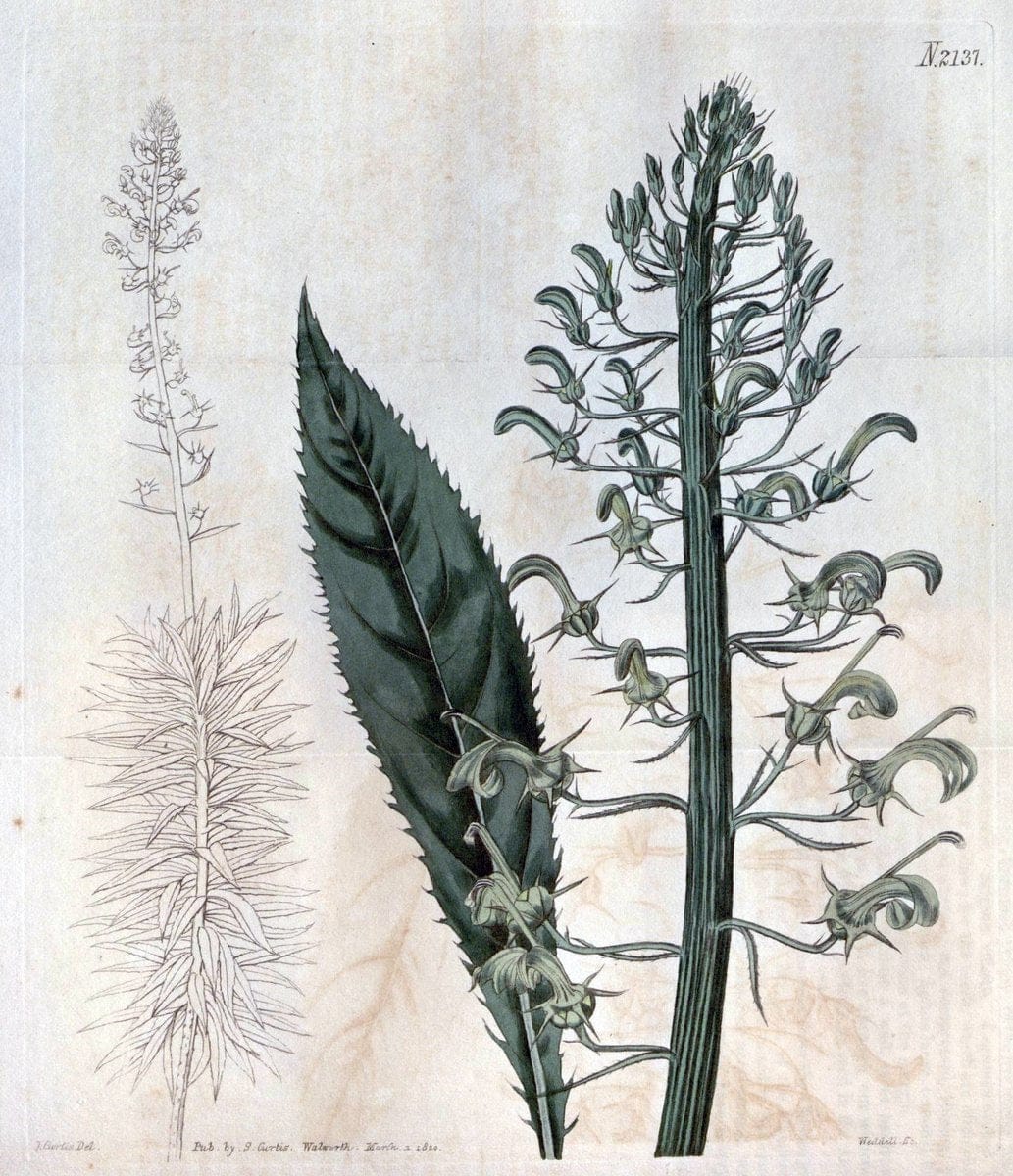 Curtis's botanical magazine. London ; New York [etc.] :Academic Press [etc.]. | "Botanical illustration" Botany Periodicals "Pictorial works" "Plants, Ornamental"  | Vintage Print Reproduction 456895