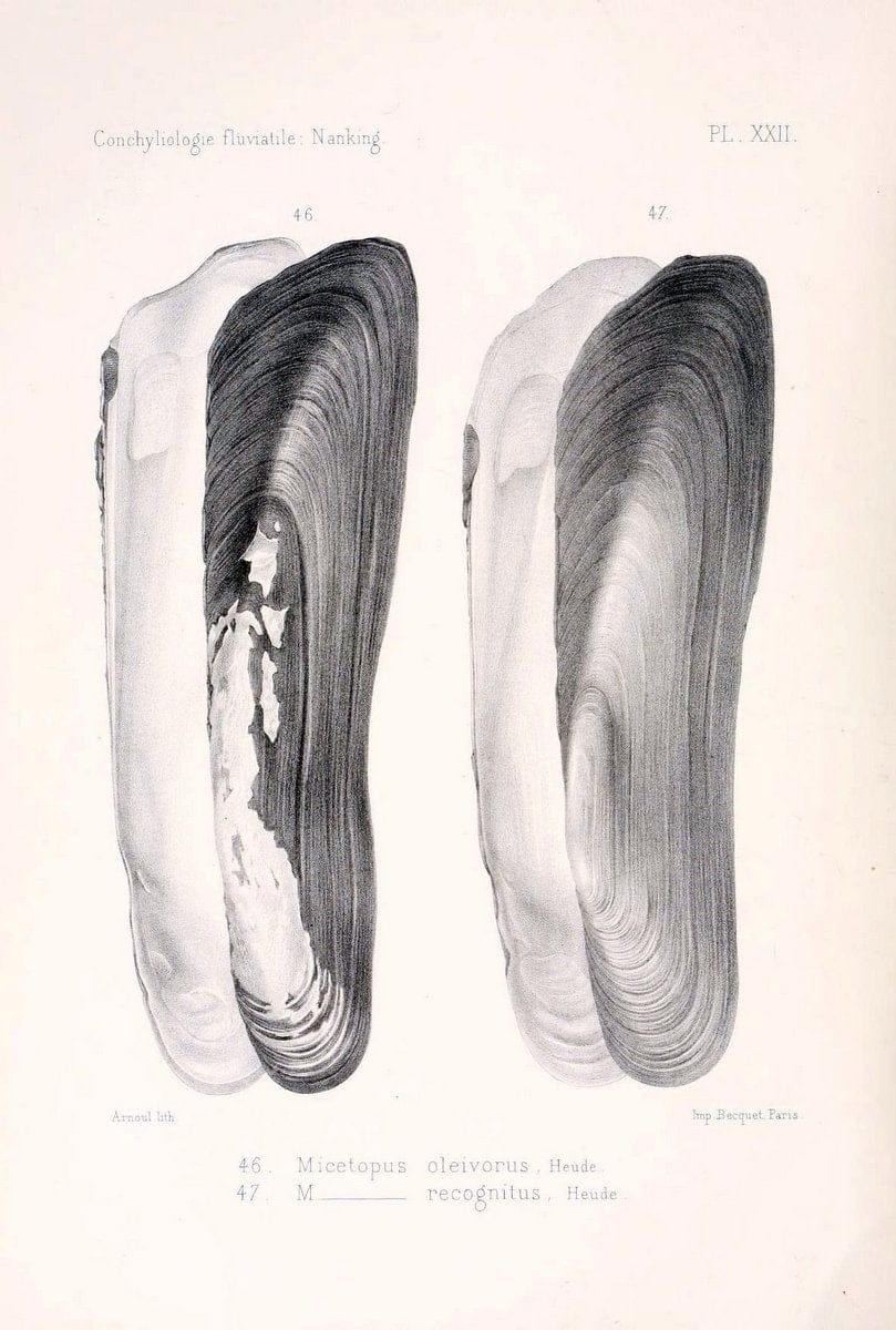 Conchyliologie fluviatile de la province de Nanking et de la Chine centrale /.Paris :Savy,[1875-1885]. | China Mollusks "Nanjing (Jiangsu Sheng)"  | Vintage Print Reproduction 456896
