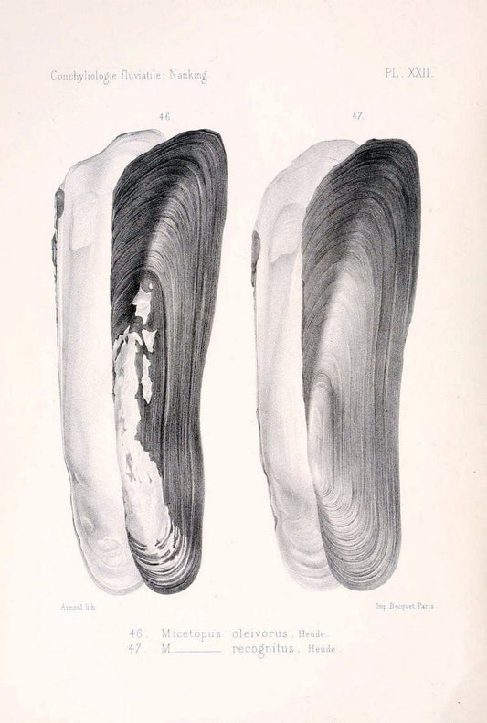 Conchyliologie fluviatile de la province de Nanking et de la Chine centrale /.Paris :Savy,[1875-1885]. | China Mollusks "Nanjing (Jiangsu Sheng)"  | Vintage Print Reproduction 456896