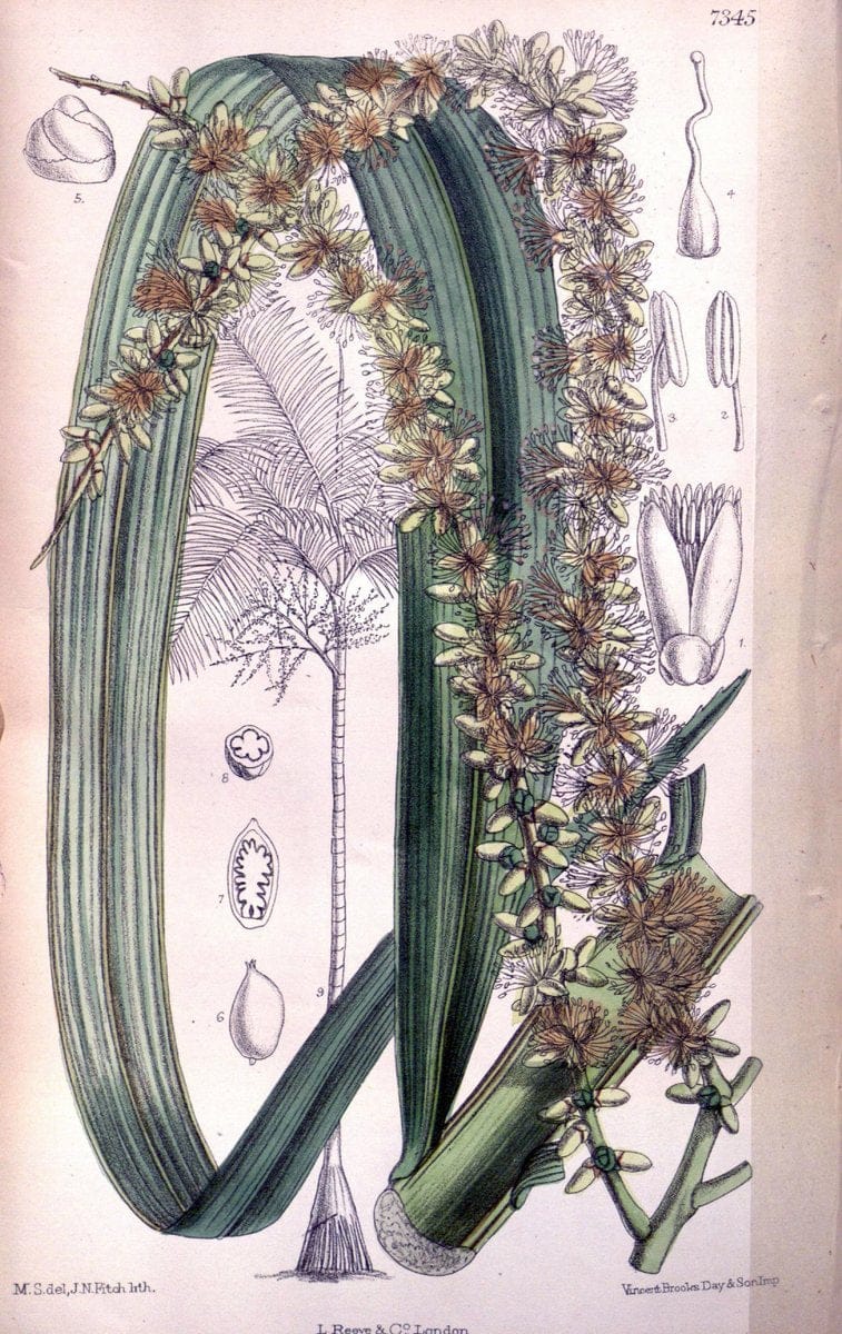 Curtis's botanical magazine. London ; New York [etc.] :Academic Press [etc.]. | "Botanical illustration" Botany Periodicals "Pictorial works" "Plants, Ornamental"  | Vintage Print Reproduction 456898