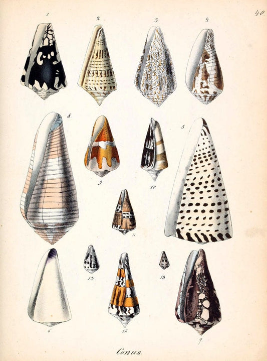 Conchylienbuch, oder, Allgemeine und besondere Naturgeschichte der Muscheln und Schnecke | Mollusks "Pictorial works"  | Vintage Print Reproduction 456899