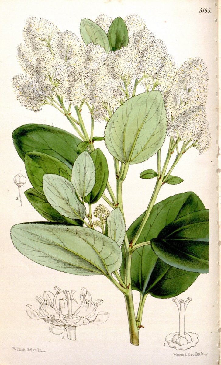 Curtis's botanical magazine. London ;New York [etc.] :Academic Press [etc.]. | Botany Periodicals "Pictorial works"  | Vintage Print Reproduction 456900